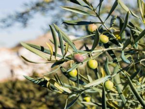 Olive tree characteristics & facts 1
