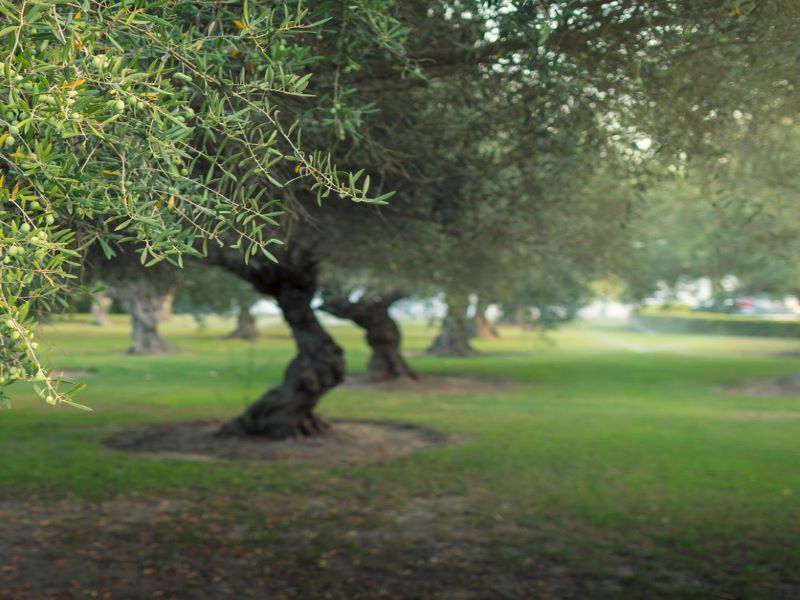 Olive tree characteristics and facts Olive Oil Corfu