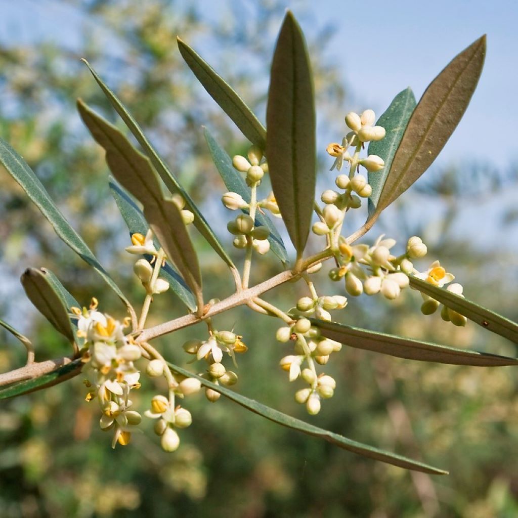 Olive tree characteristics & facts