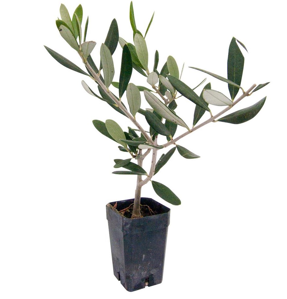 Propagating An Olive Tree From Cuttings