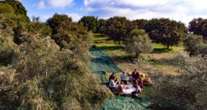 mavroudis olive grove
